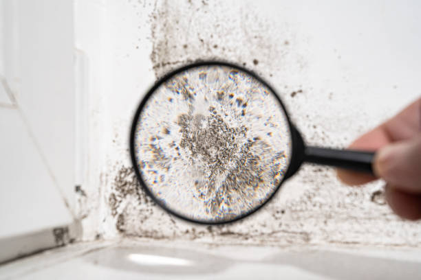 Elkhorn, CA Mold Inspection, Removal & Remediation Company